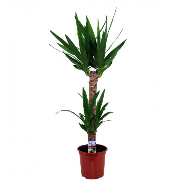 2'li Yucca